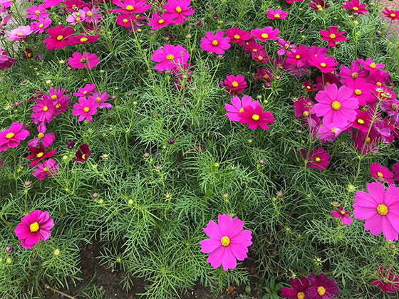 都江堰市鲜花预订|绿化厂房园林